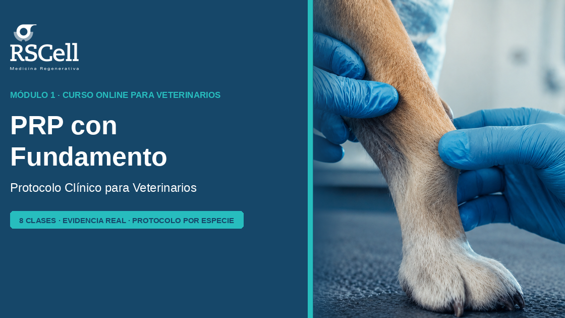 PRP con Fundamento Protocolo Clínico para veterinarios