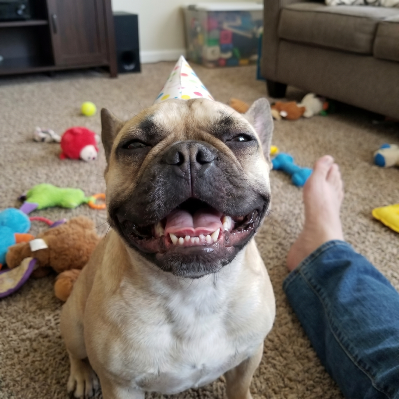 Happy healthy Frenchie