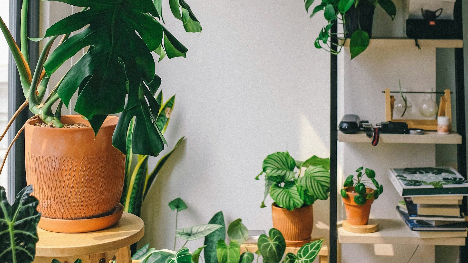 A Practical Guide To Plant and Leaf Problems