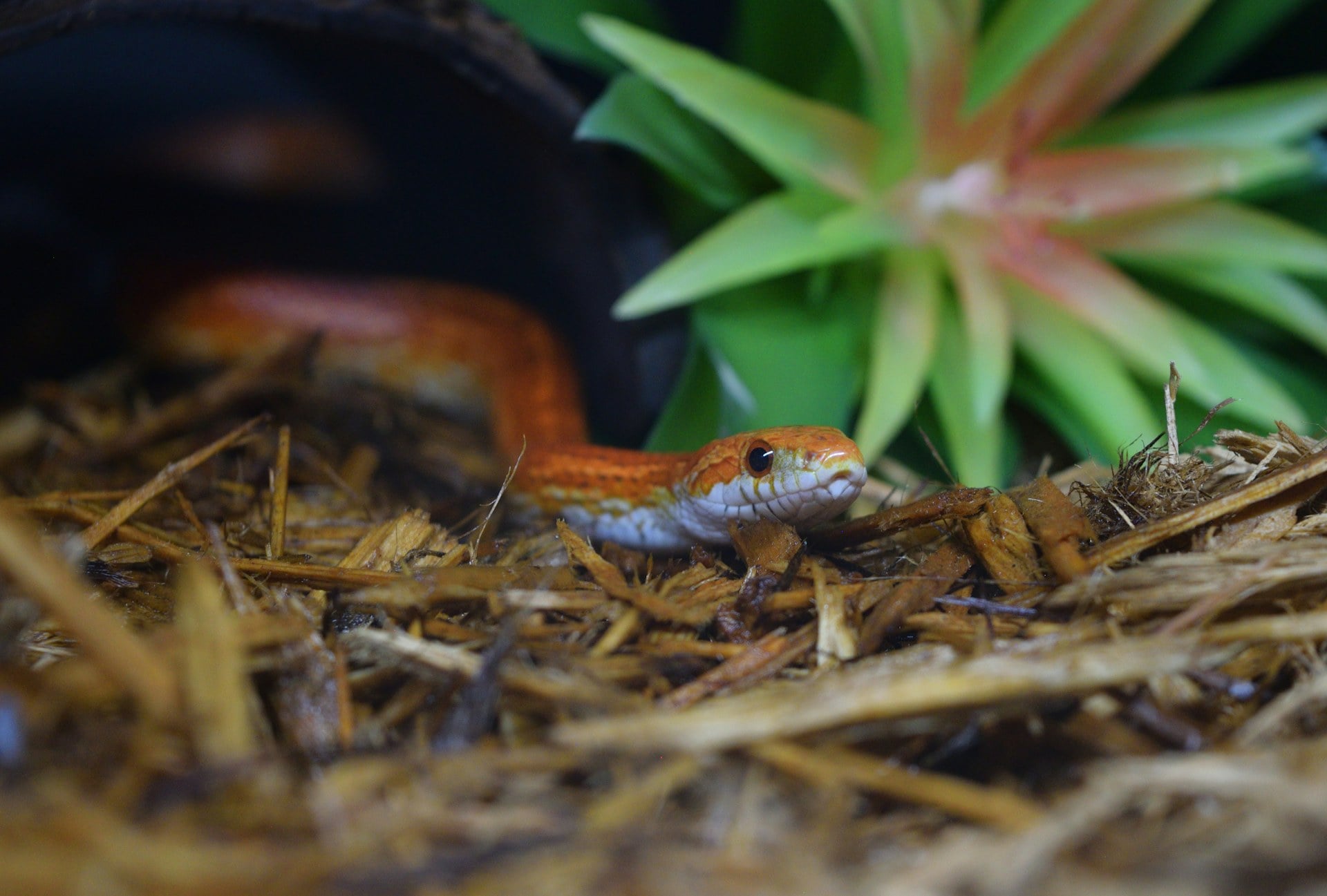 Corn Snake Care Guide