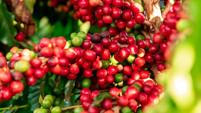 How to choose your perfect coffee beans