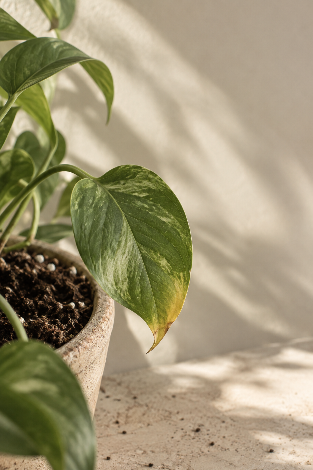 Help Houseplants Settle After Repotting Without Overwatering