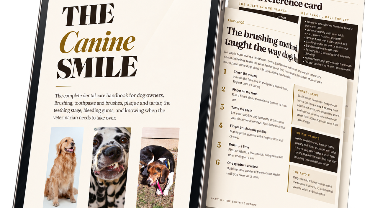 The Canine Smile