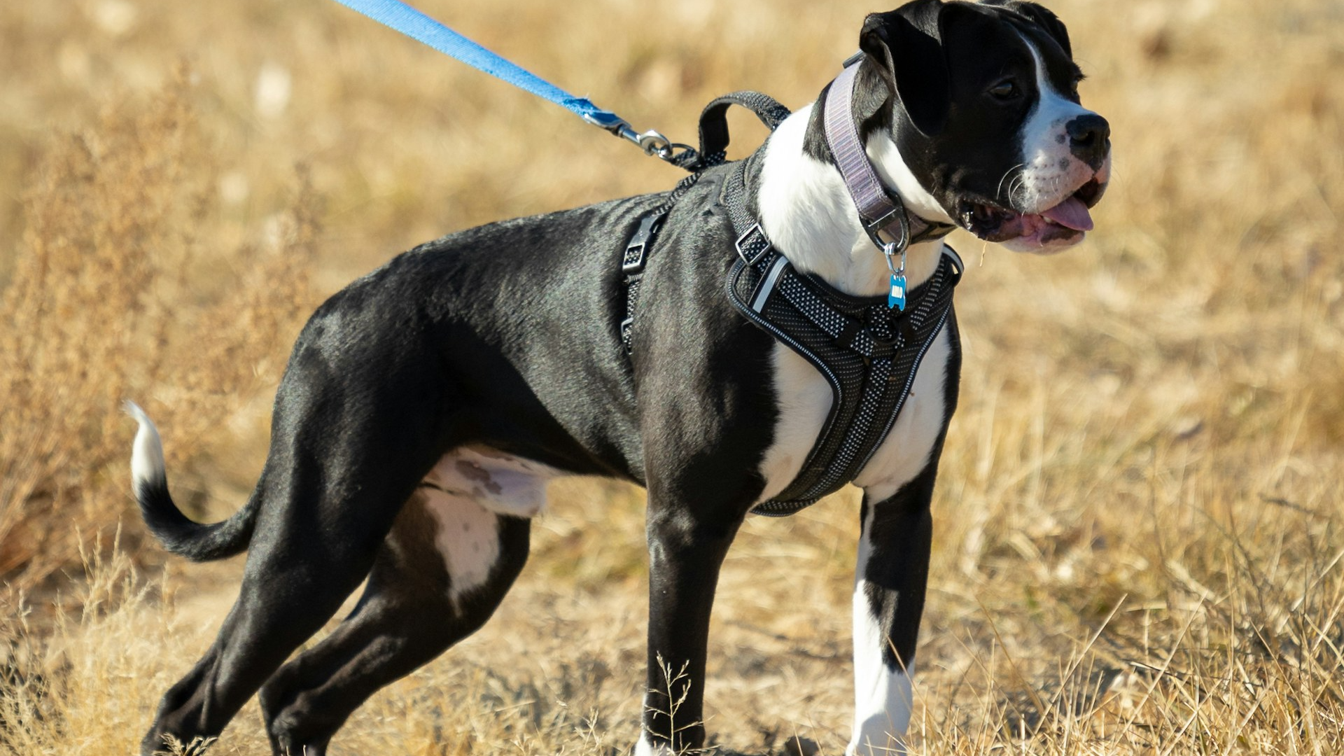 Reactive Dog Owners Making Narrow Sidewalk Passes without Close Encounters