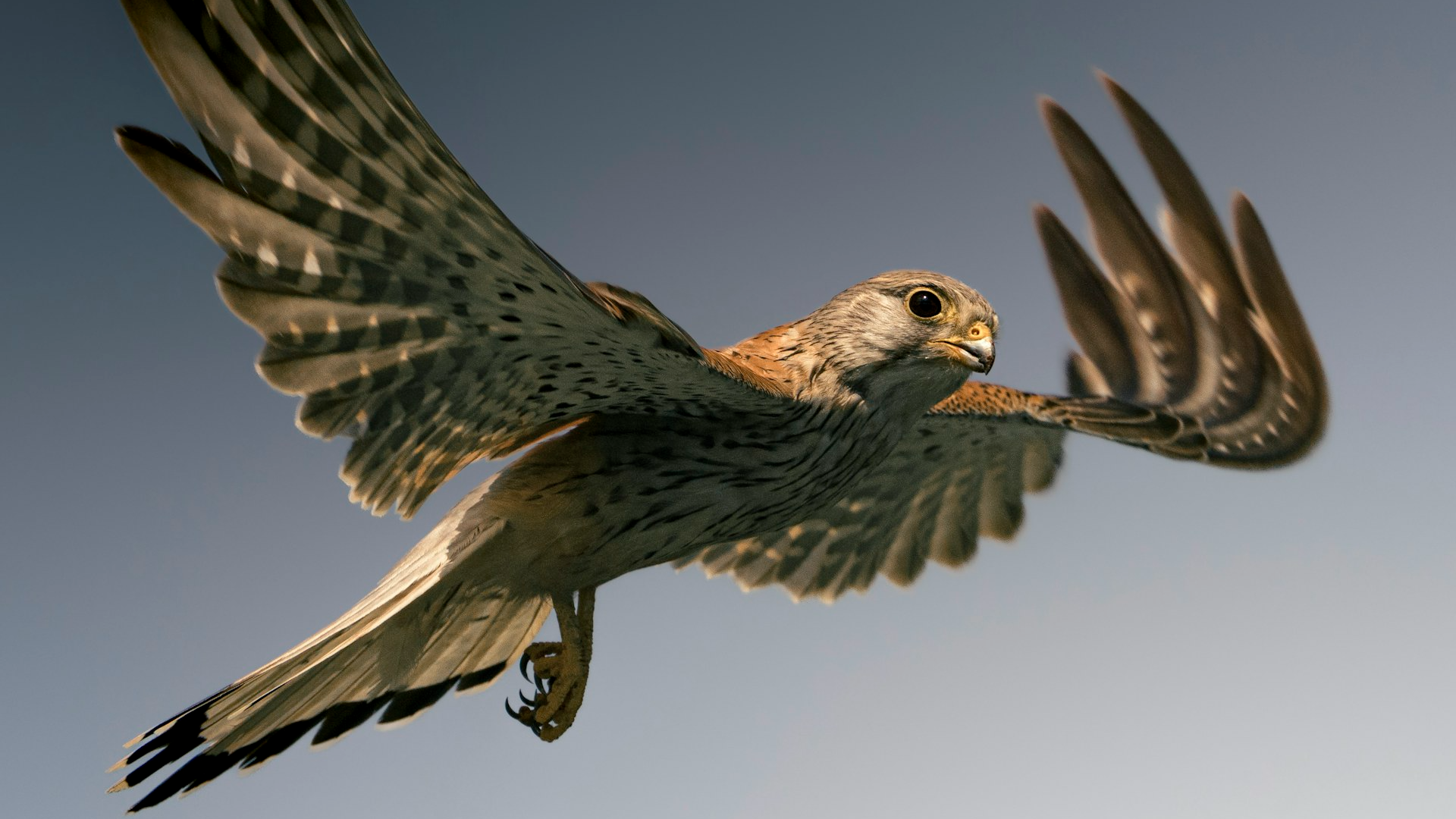 Savage Bird Taming Mastery