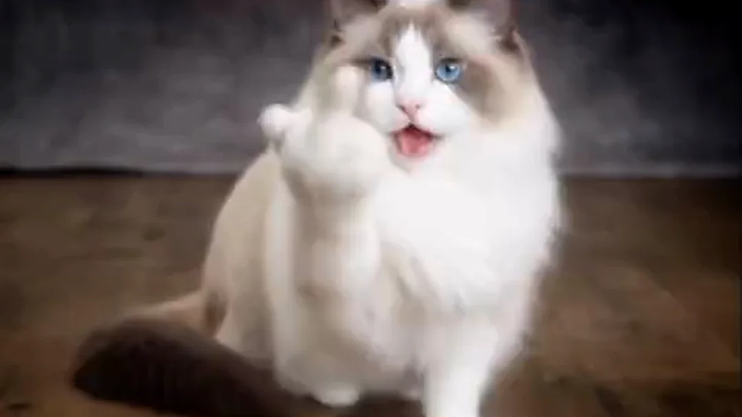Meow Meow Cat Cat