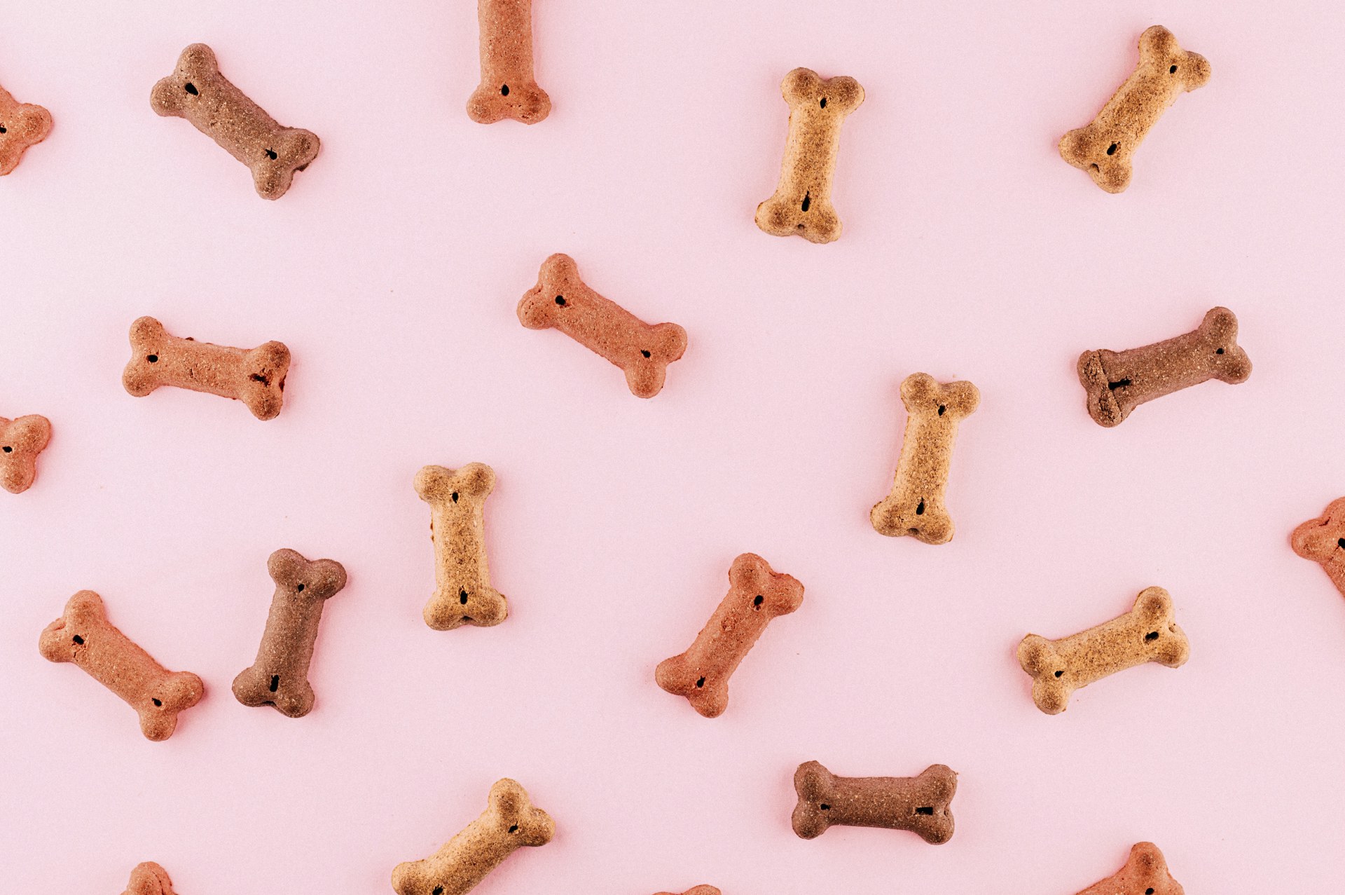 Trick or Treat Dog Treats & Doggie Bags