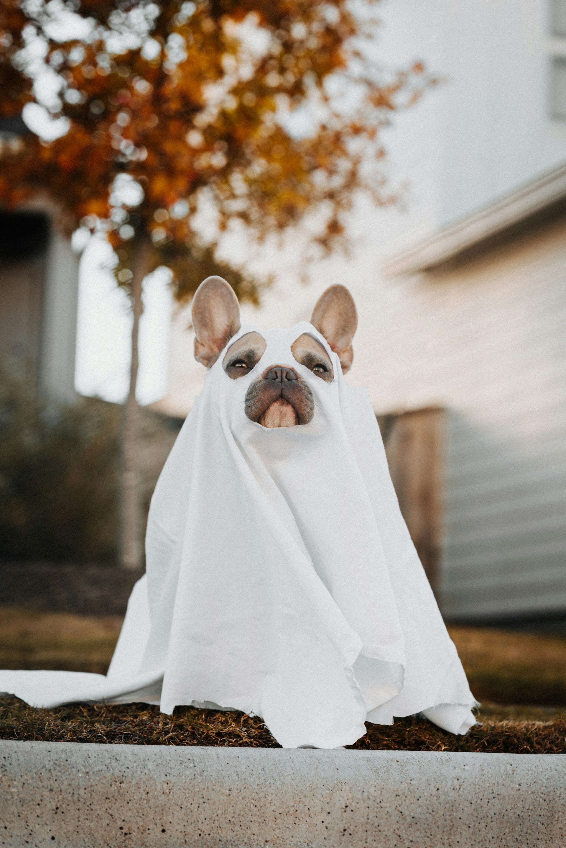 Halloween DIY Dog Costumes