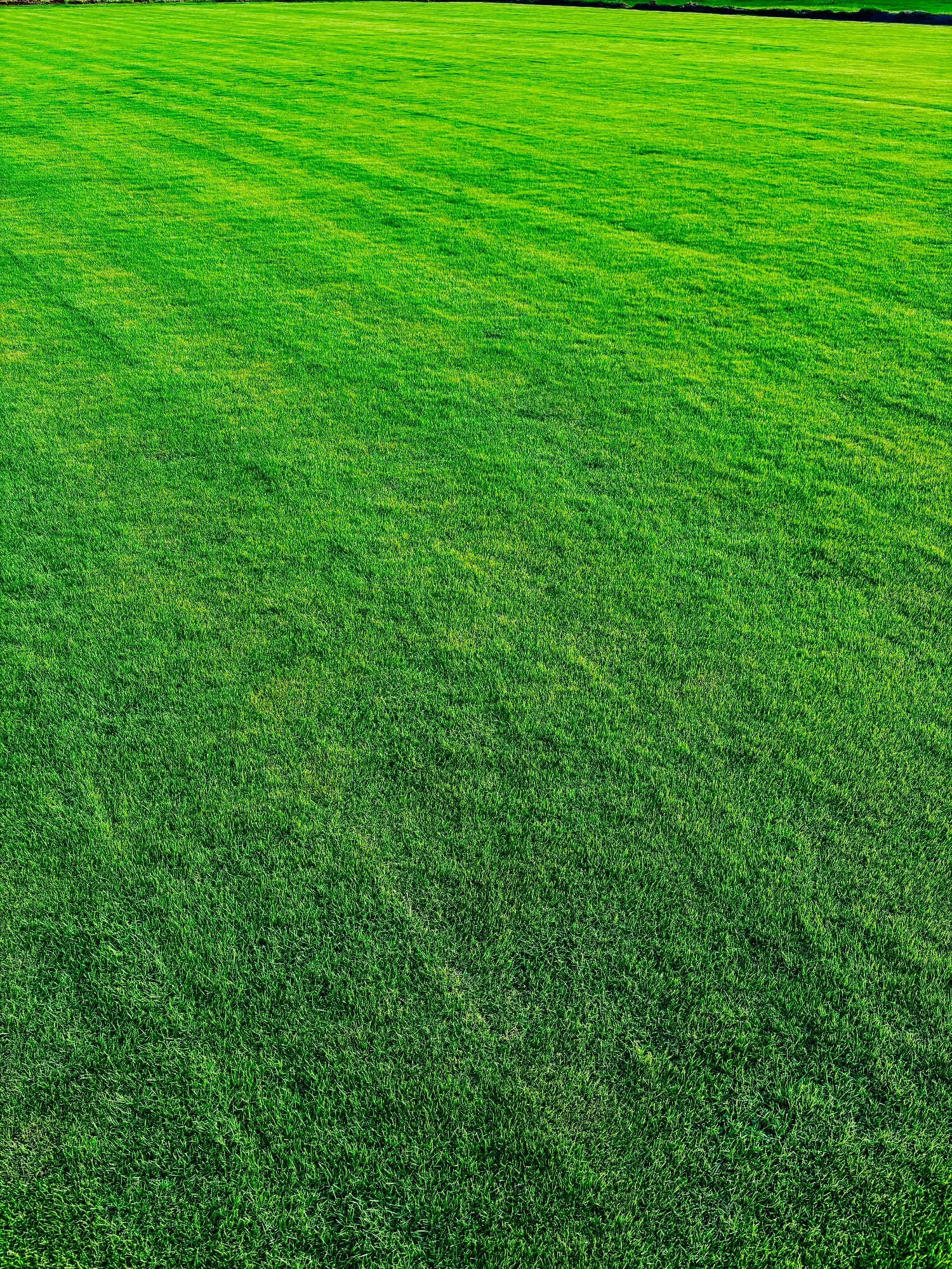 Lawn Care & Landscaping Service