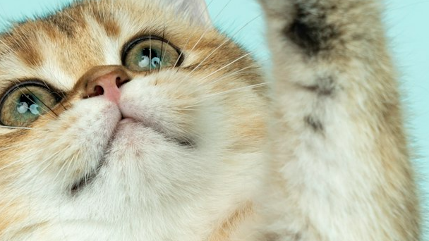 First-Time Cat Owner's Guide