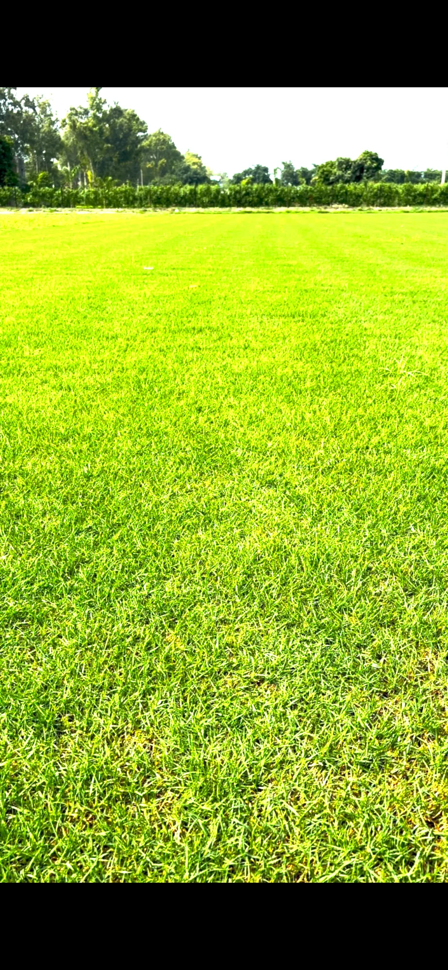 Mexican Grass Turf (12 sq ft)