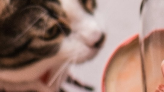 Purrfect Treats