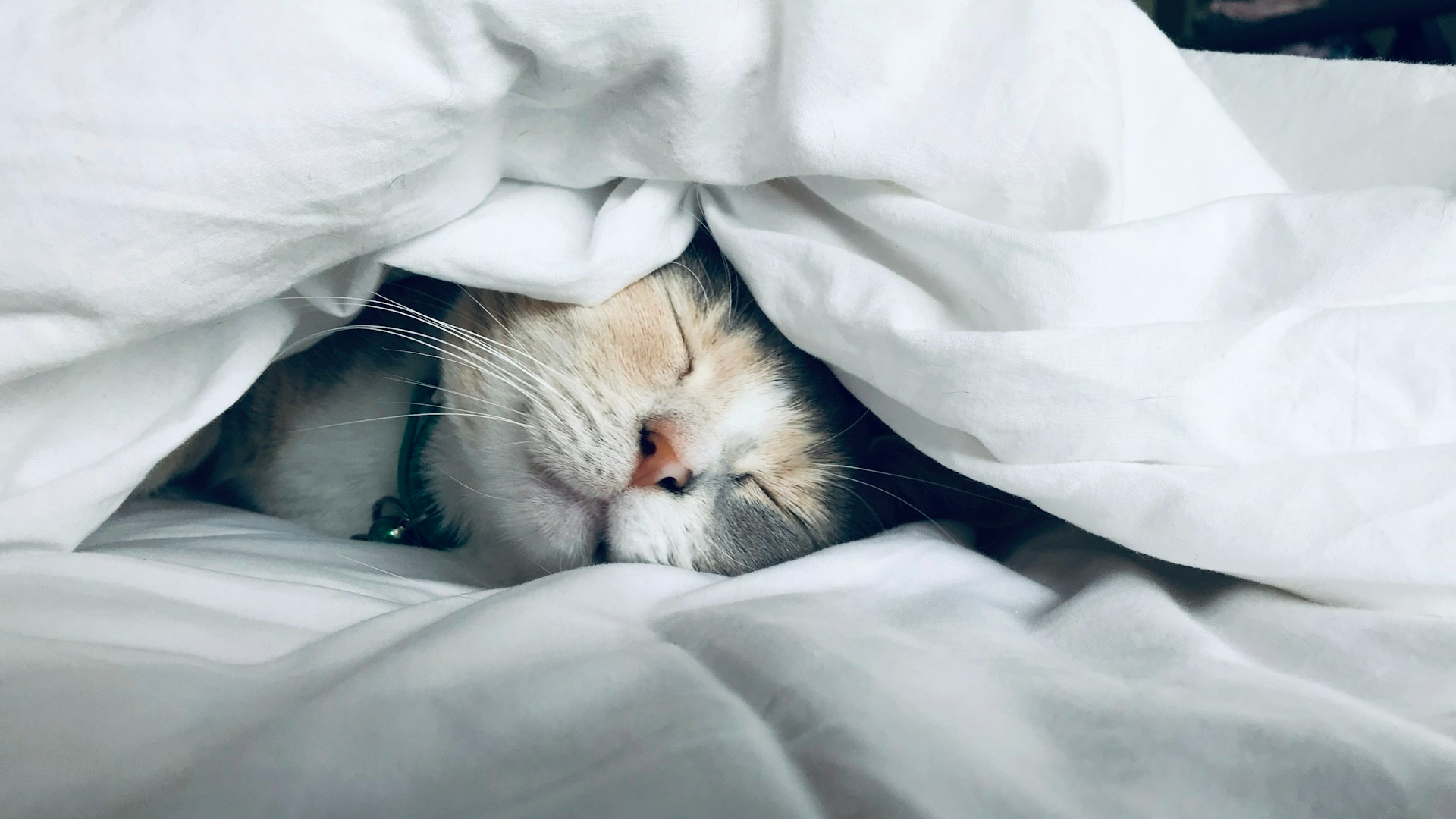 Natural Cat Flea & Tick Prevention Guide