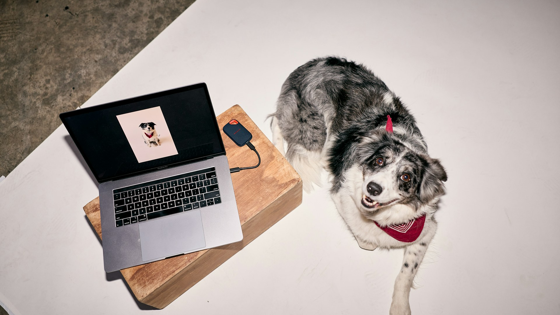 Pet Medication & Care Tracker