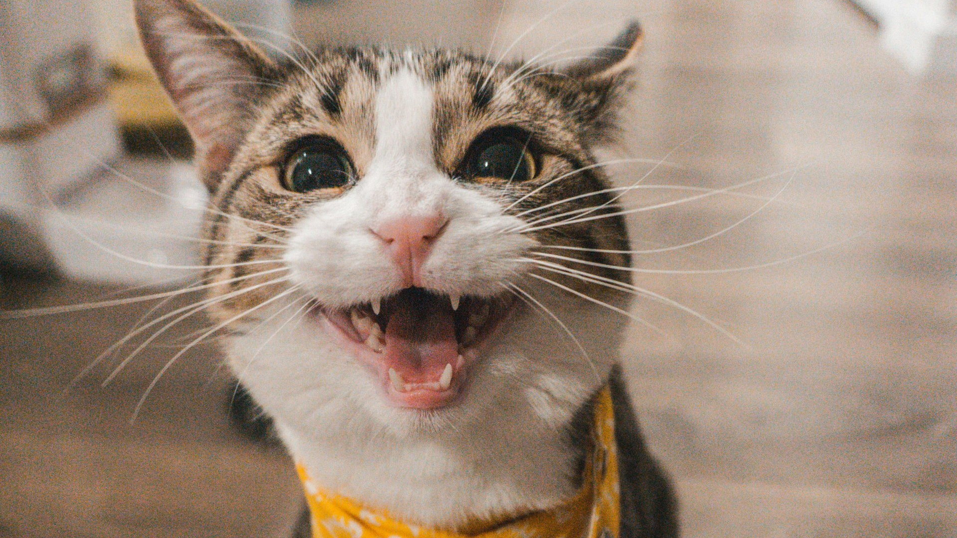 Cat Grooming Guide: Dos and Don'ts