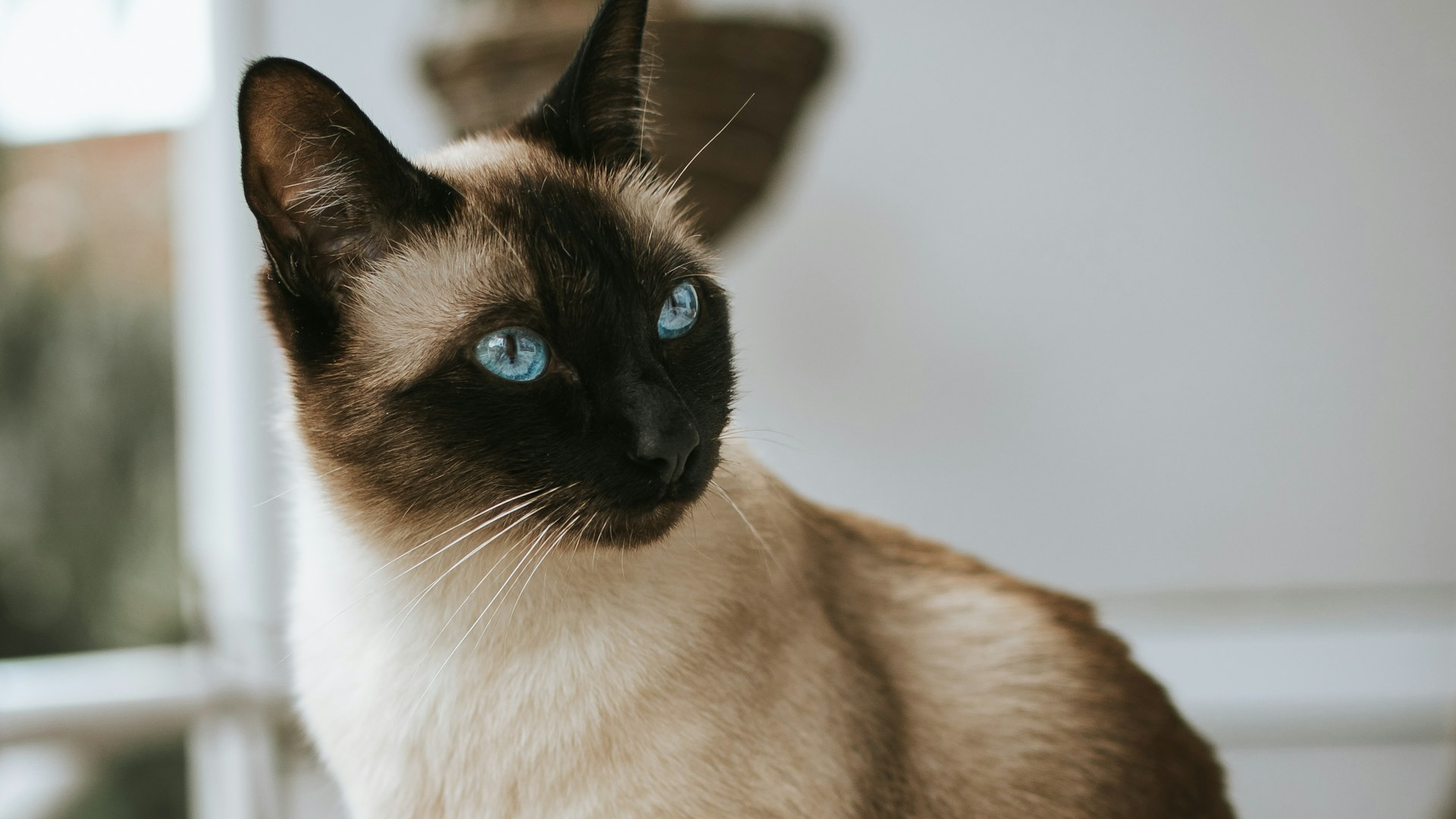 The Breeds of Cats: Origins & Characteristics