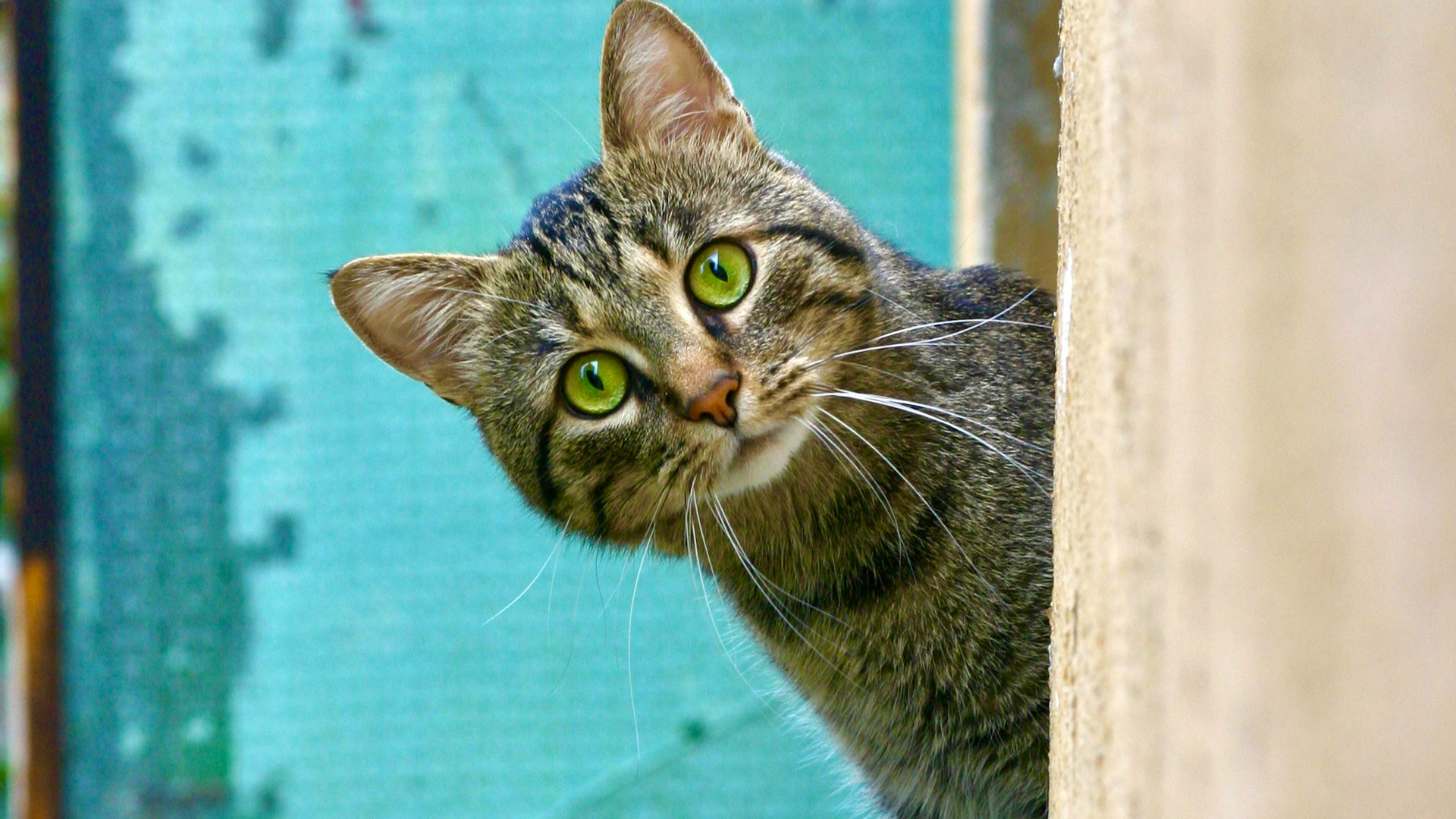 DIY Cat Toy PDF Guide