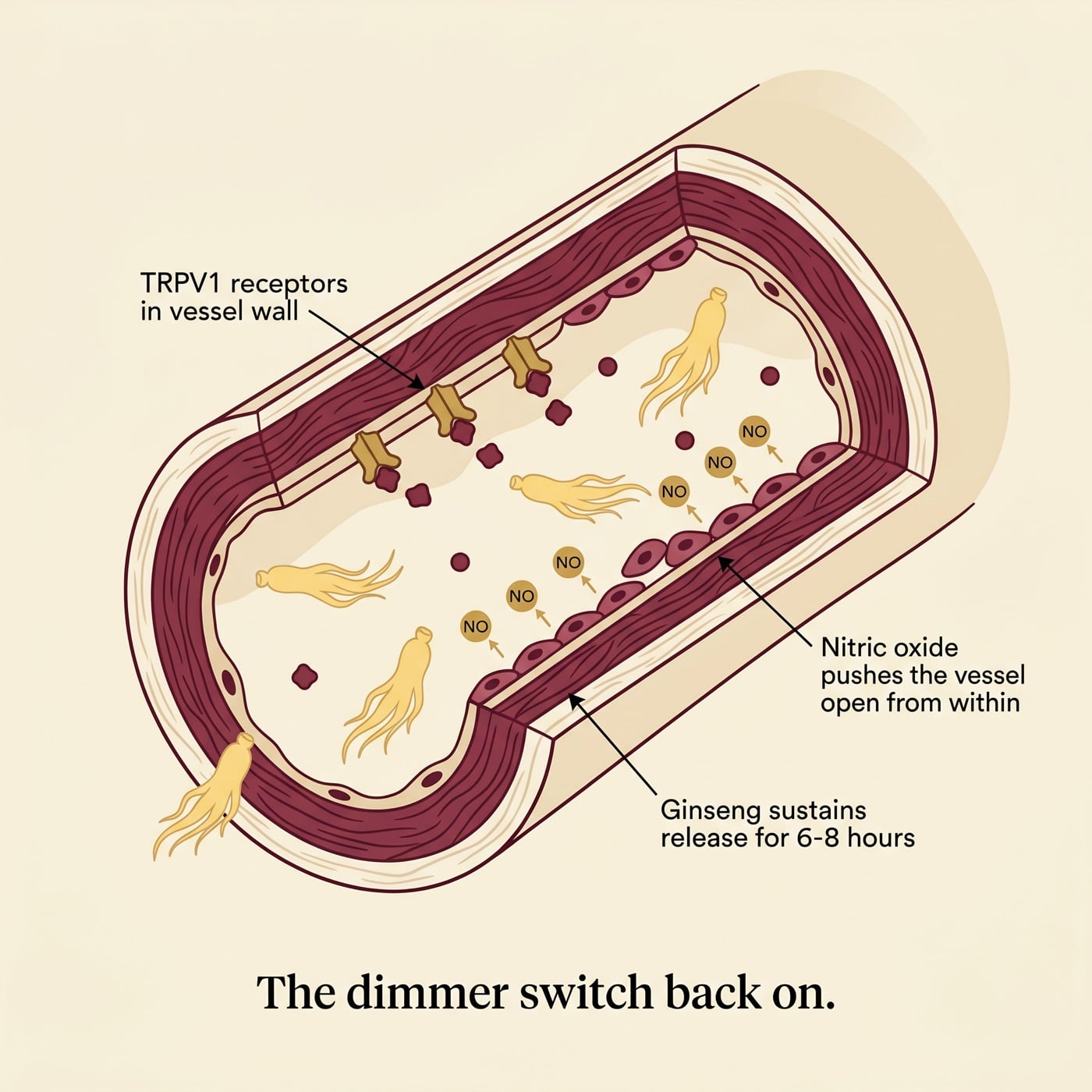 How cayenne and ginseng support healthy circulation