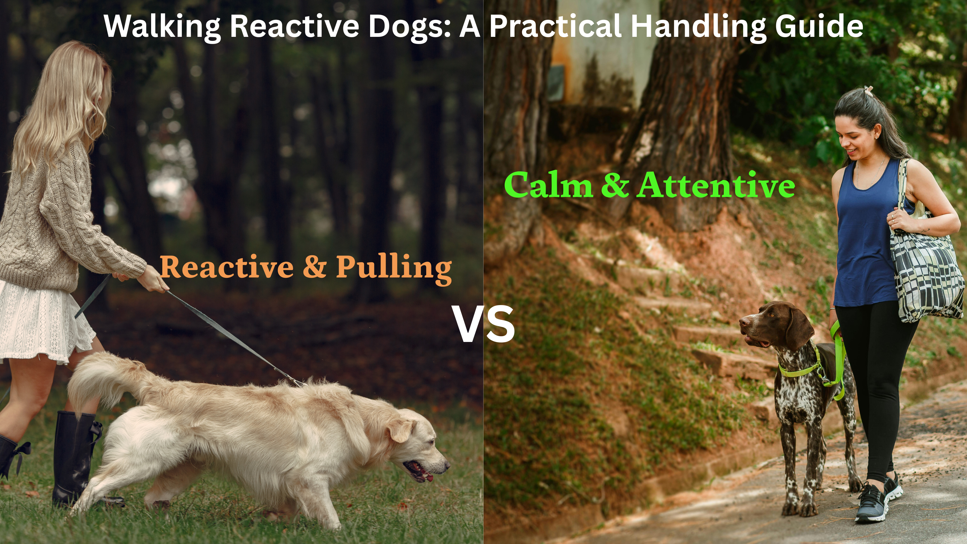 Walking Reactive Dogs: A Practical Handling Guide