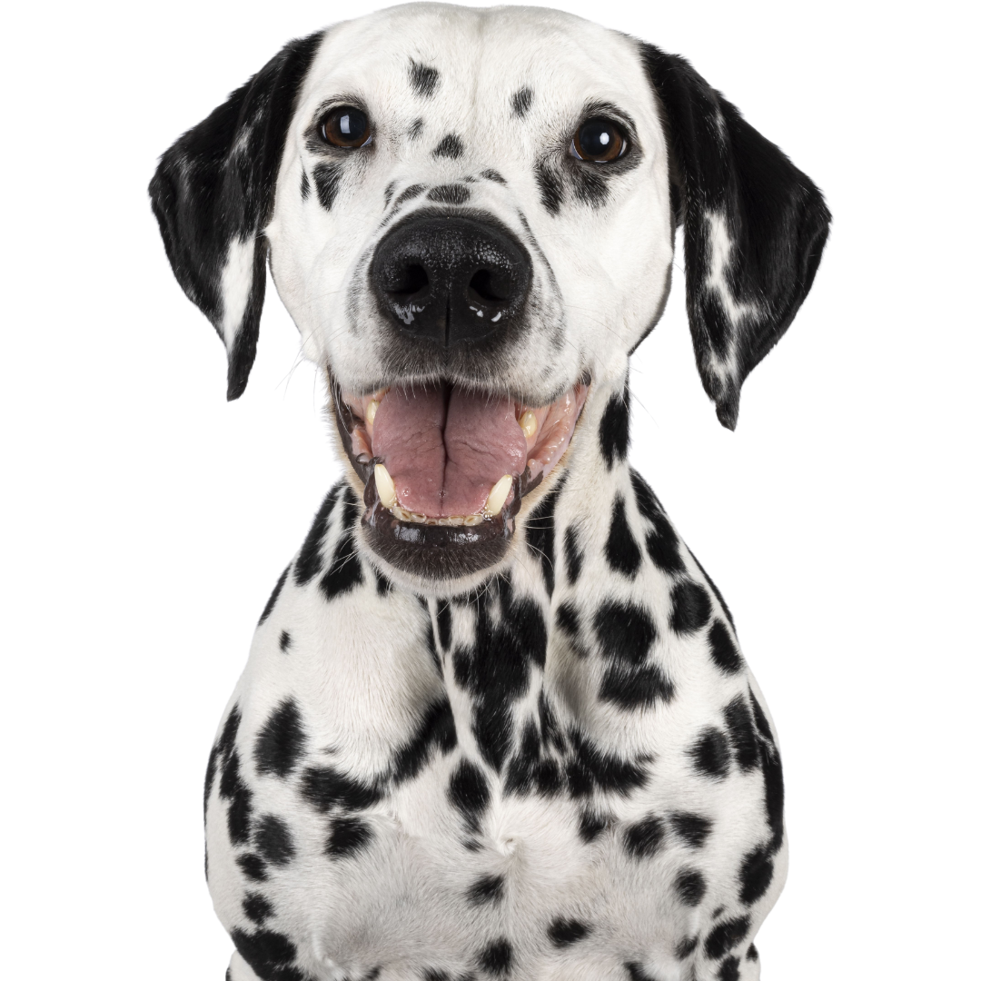 Happy Dalmatian
