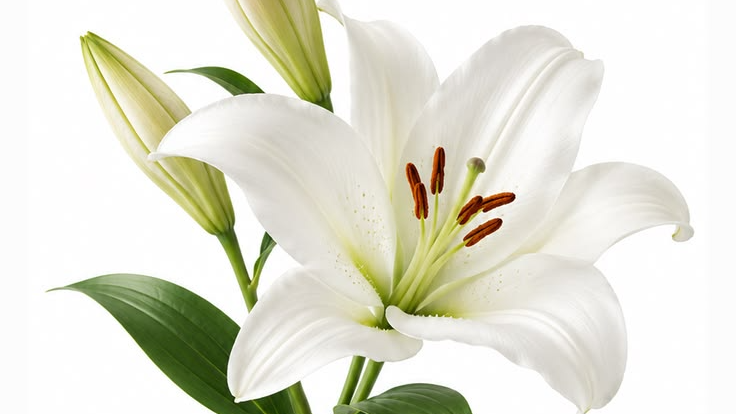 Toxic Indoor Plants Guide for Cat Owners