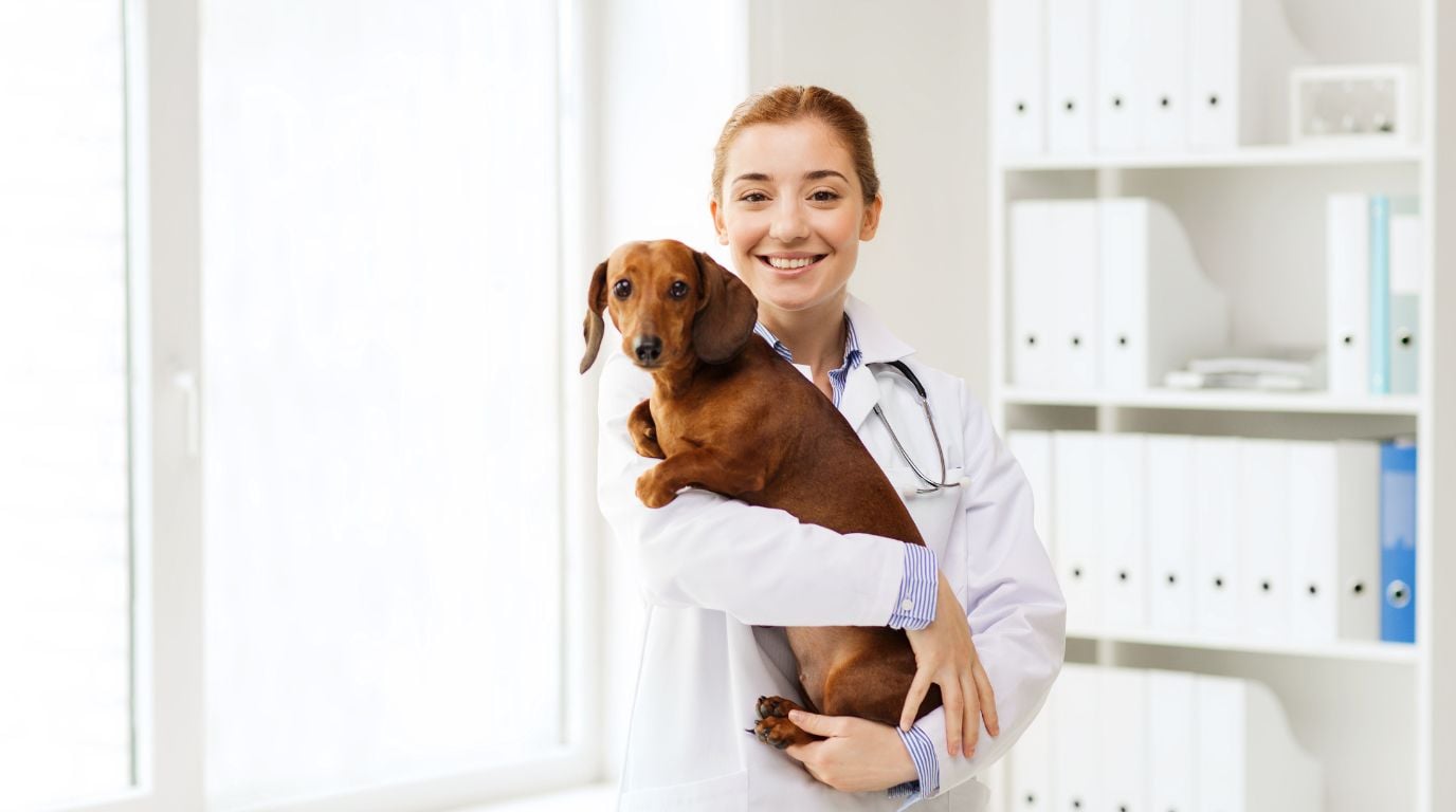 Veterinarian with dog