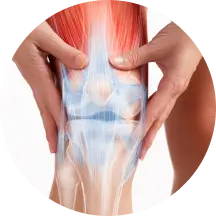 Illustration of hands holding a knee, showing the internal ligaments and muscles.