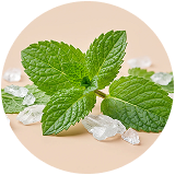 L-Menthol