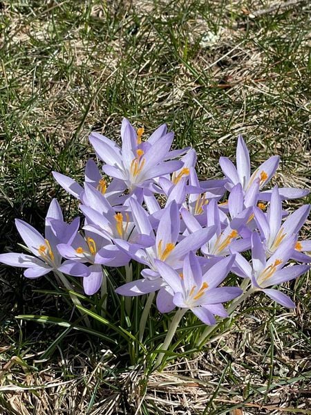 Crocus-The First Sign of Spring