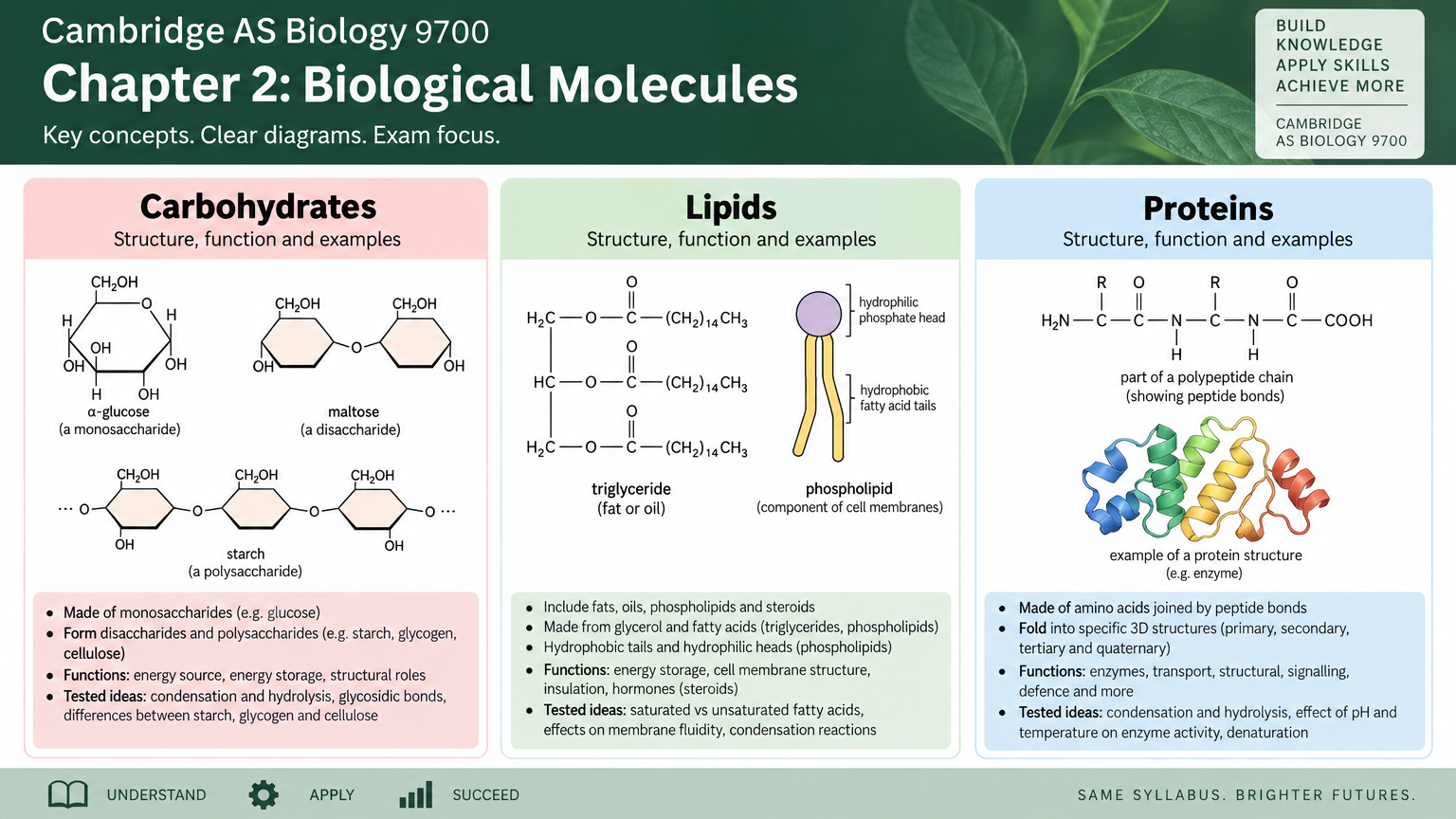 AS BIO 9700 | CHAPTER 2 - BIOLOGICAL MOLECULES - COMPLETE LESSON