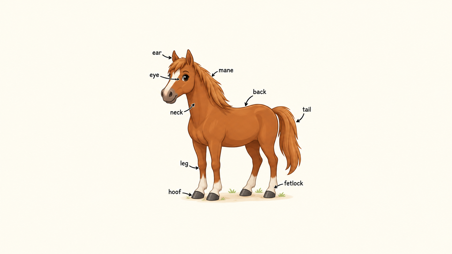 Exploring the Horse Body