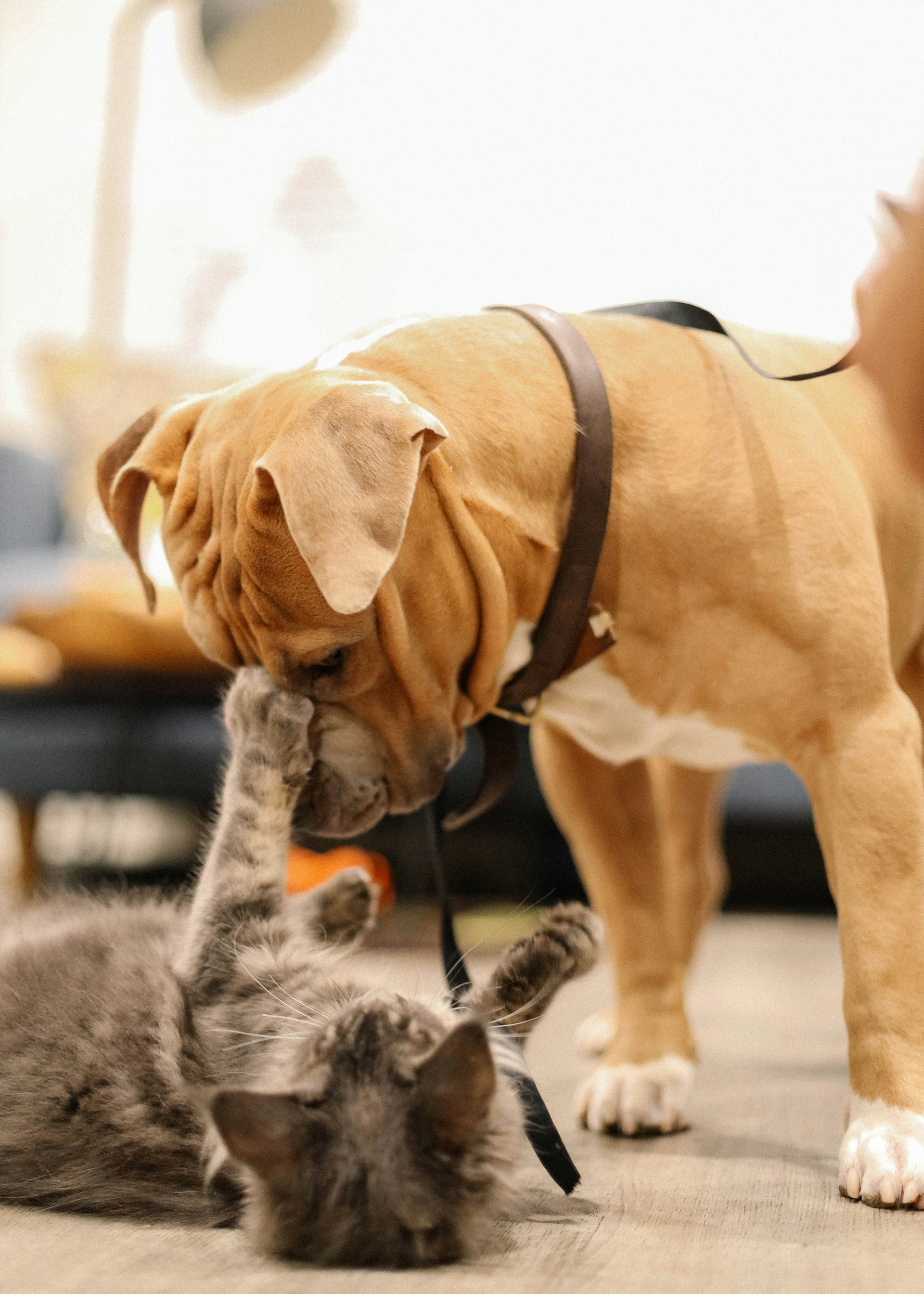 Interactive Pet Toy