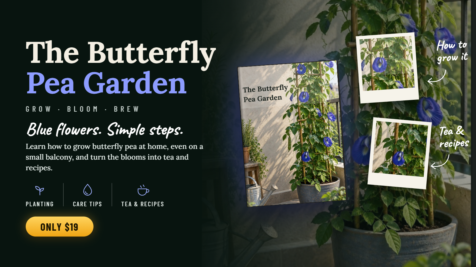 The Butterfly Pea Garden and Recipes