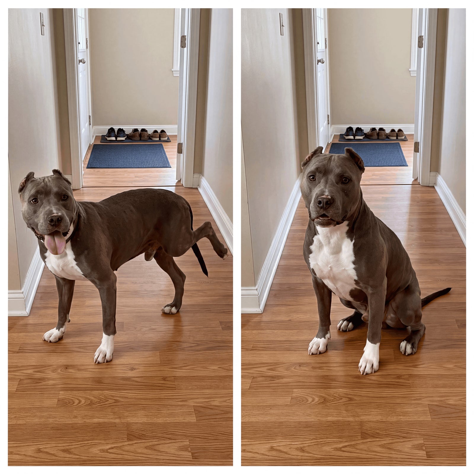 Nature's Paw reference: before and after photos of Marisol G.'s dog