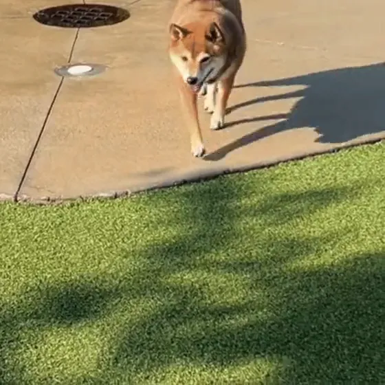 Luna trotting across a sunny lawn