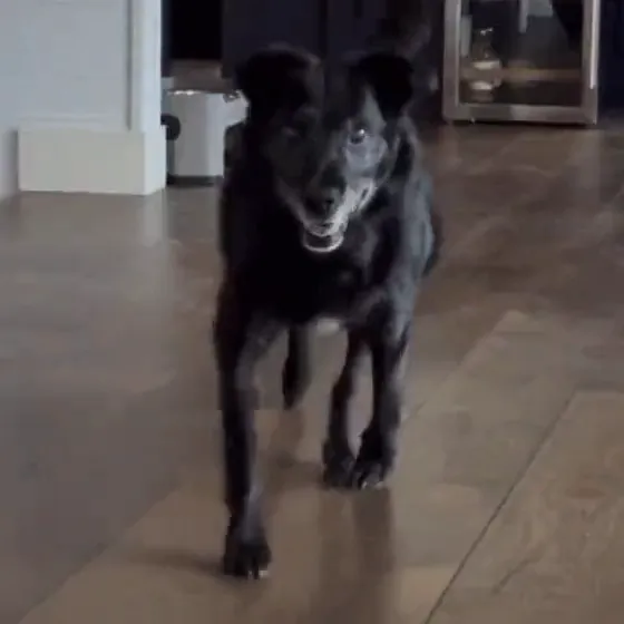 Gus striding across a wood floor towards the camera