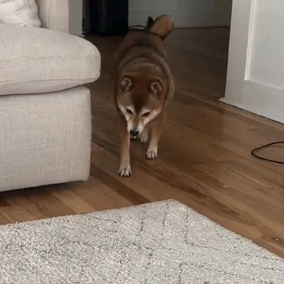Luna, a shiba-type dog, walking past a couch on a rug
