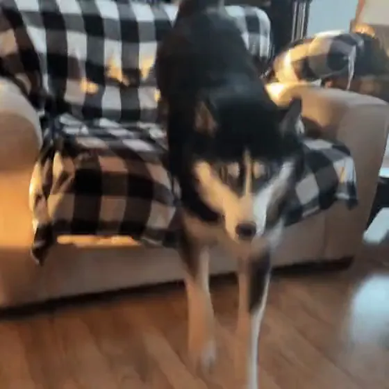 Charlie standing on a plaid blanket on the couch