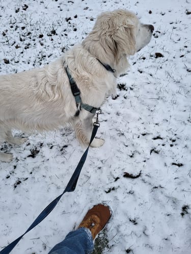 Customer photo review of Kasdava Master - Non-slip & waterproof winter barefoot shoe (Unisex)