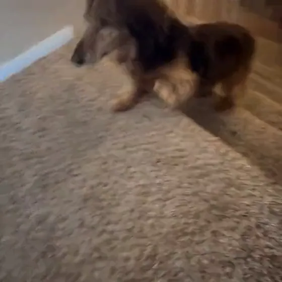 Bella climbing a carpeted staircase on her own