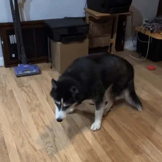 Charlie, a husky mix, standing head-down on a wood floor