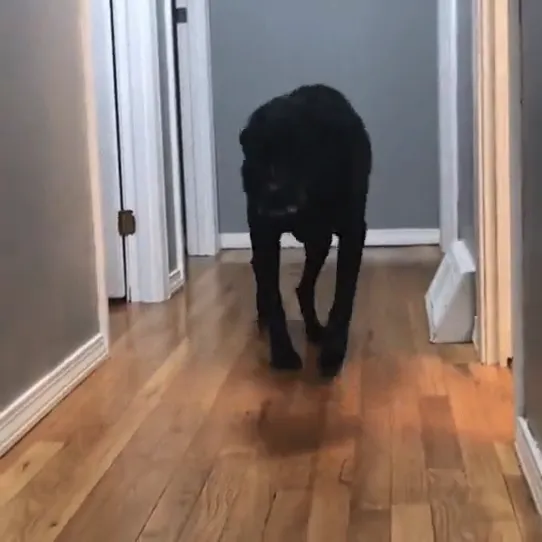 Gus, a black dog, walking slowly along a hallway