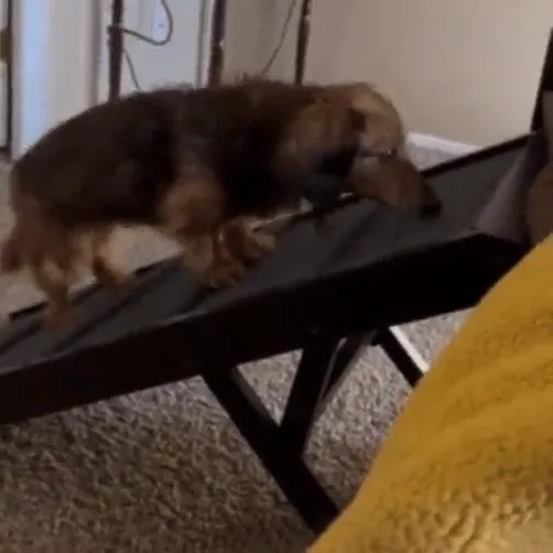 Bella, a long-haired dachshund, walking down a padded pet ramp from a couch