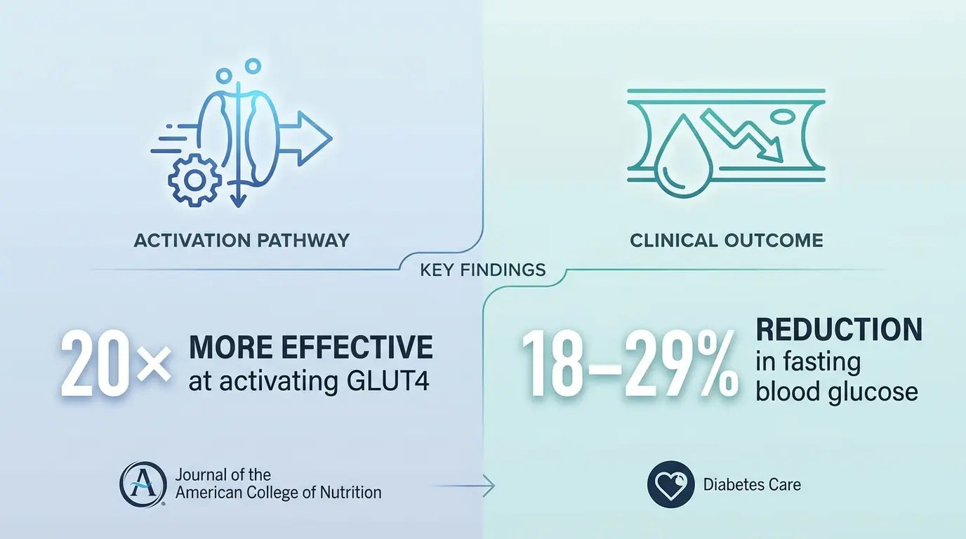 Graphic about glucose regulation research
