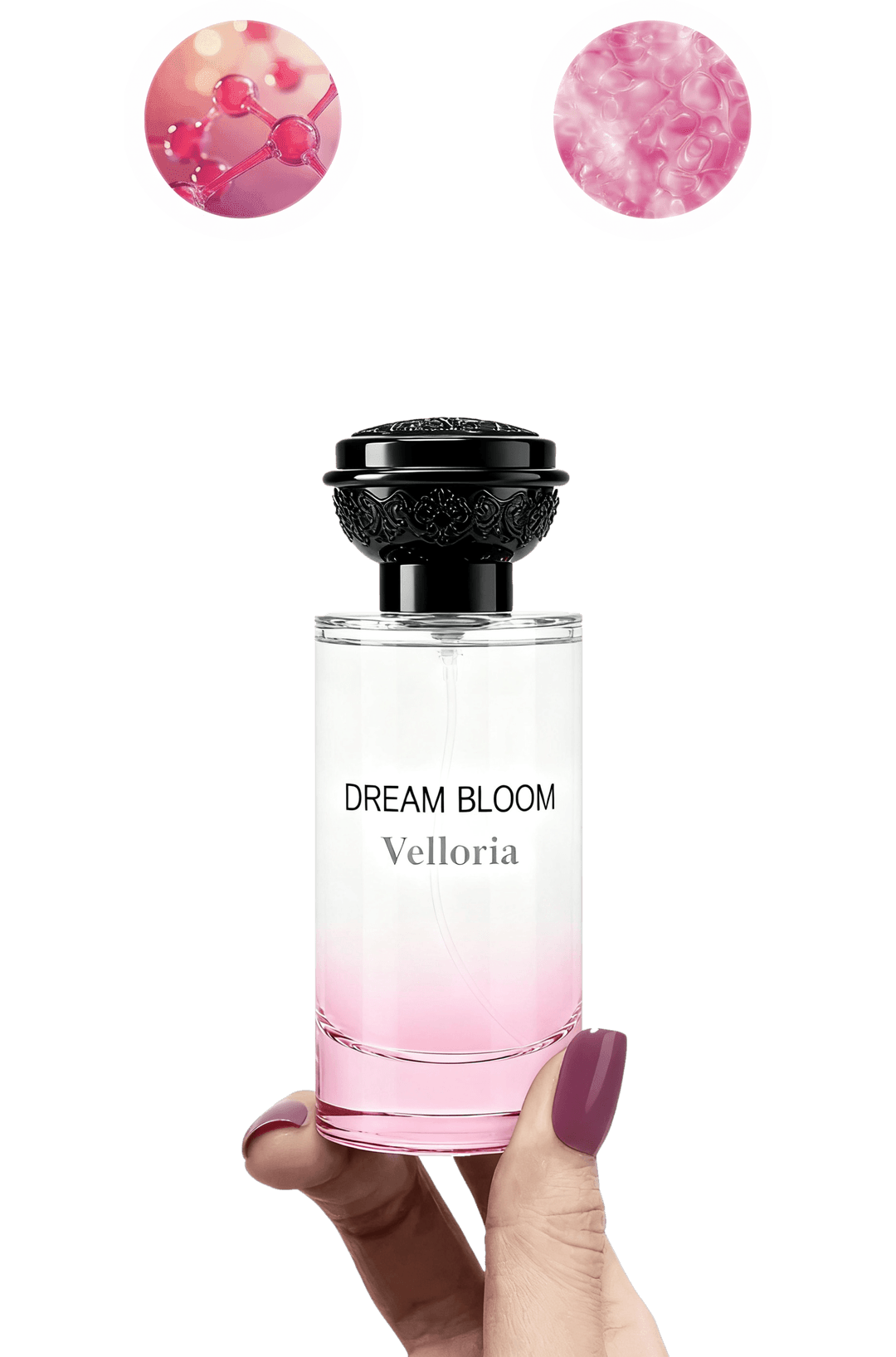 A hand holding Velloria Dream Bloom