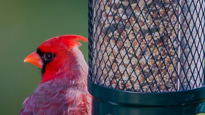 The Ultimate Bird Feeder Guide