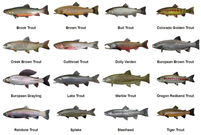 Trout Streams Mastery