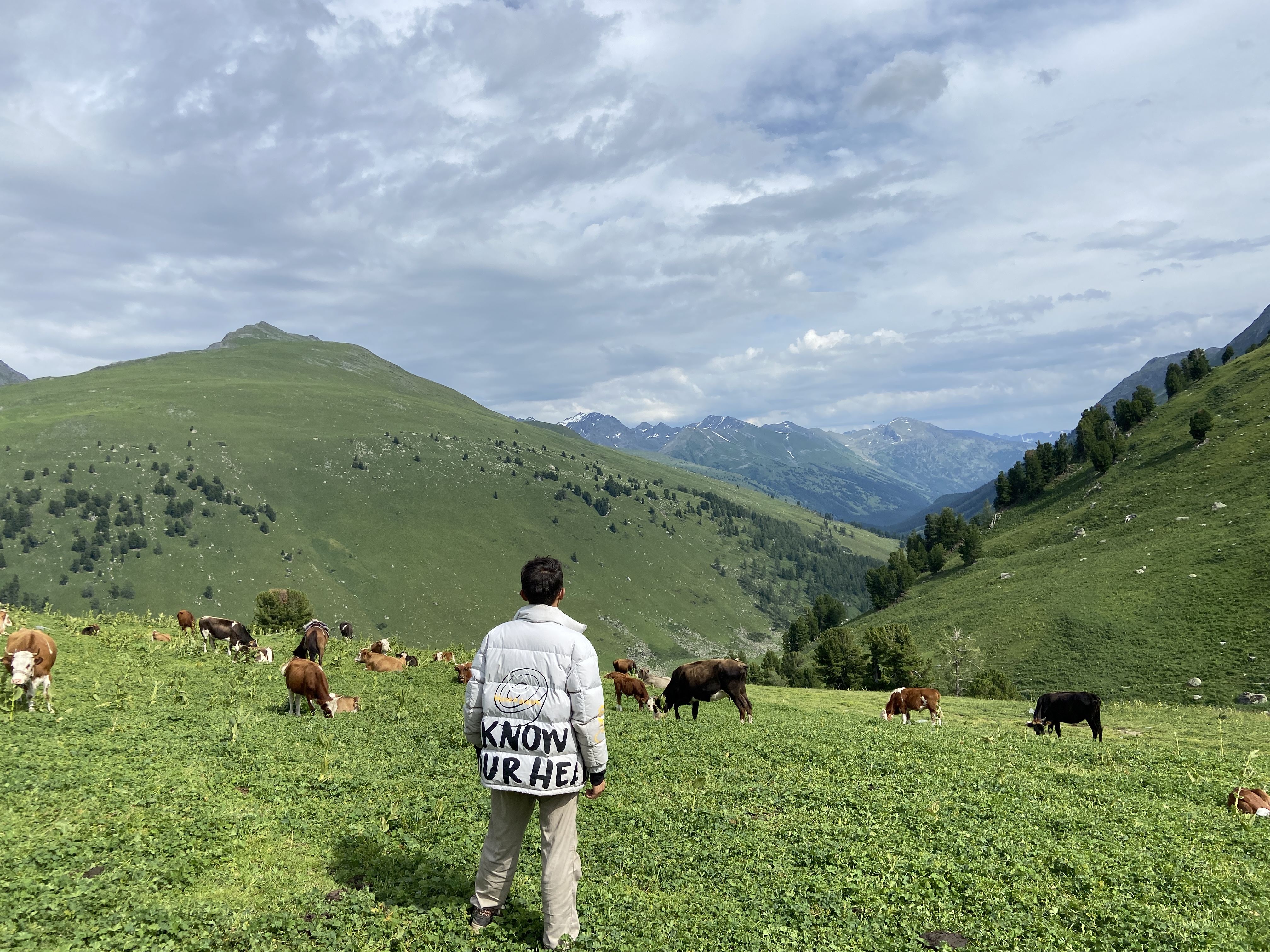 Grassland