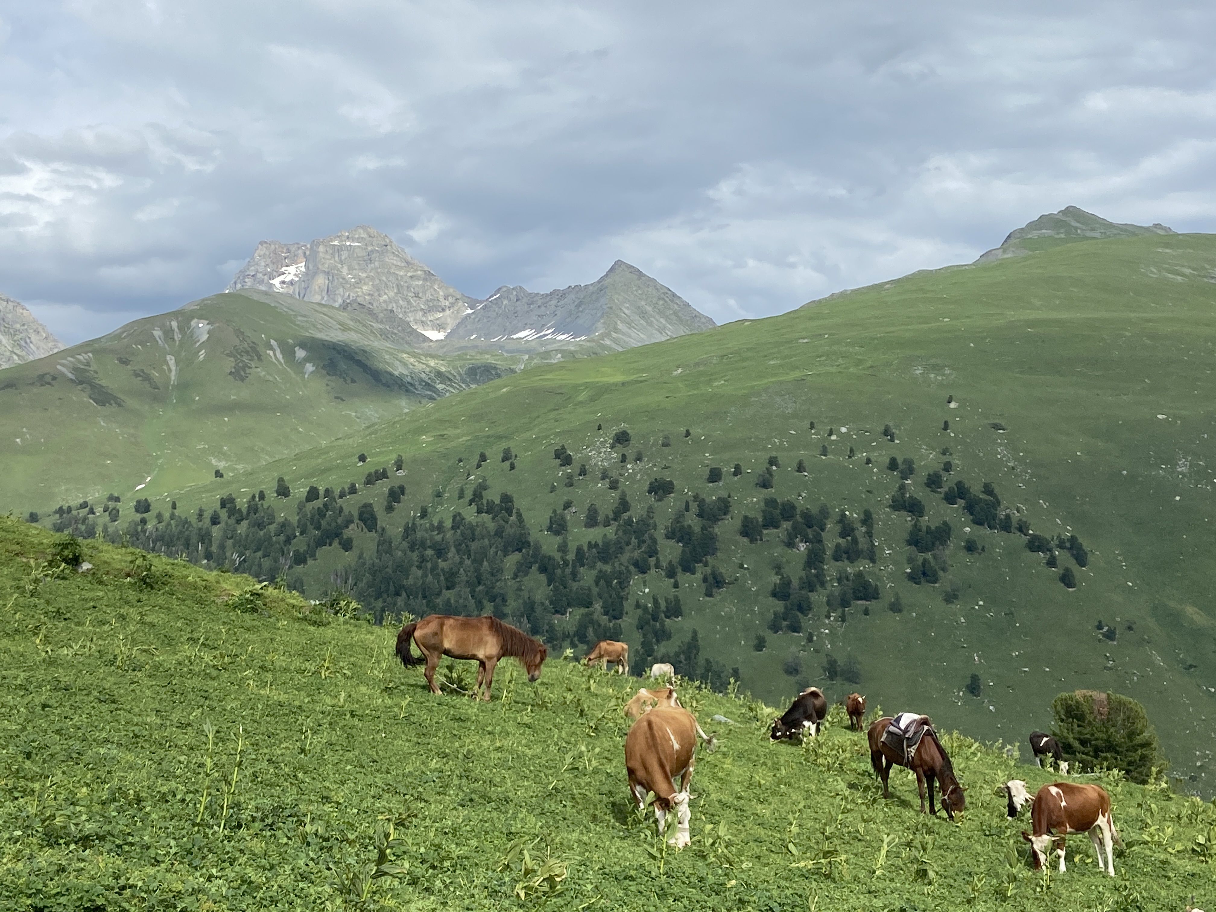 Grassland