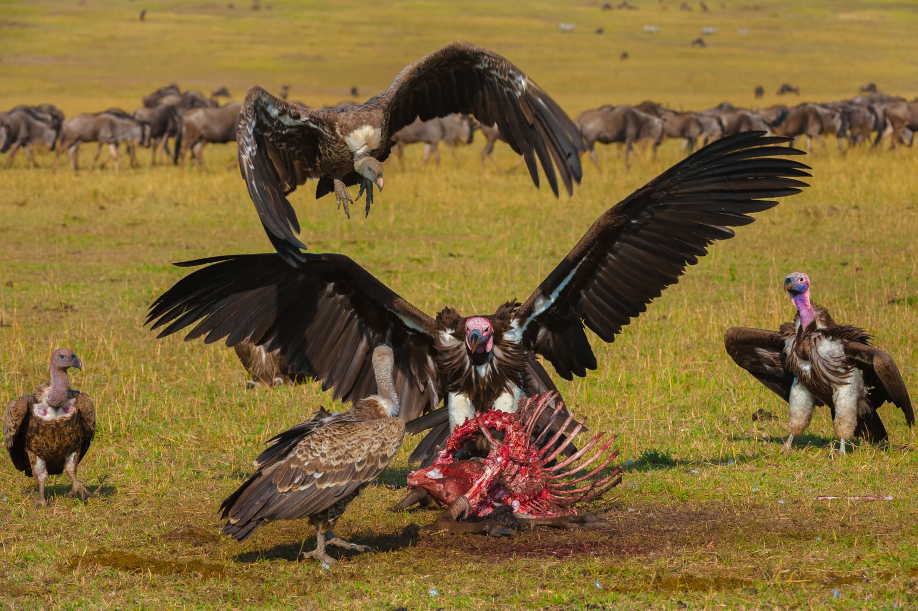Vultures 